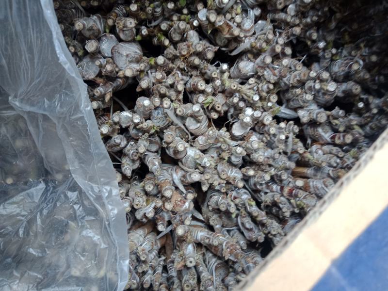 嫁接湘蕾金银花白头苗