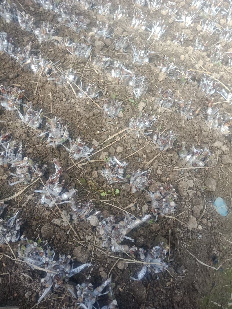 嫁接湘蕾金银花白头苗