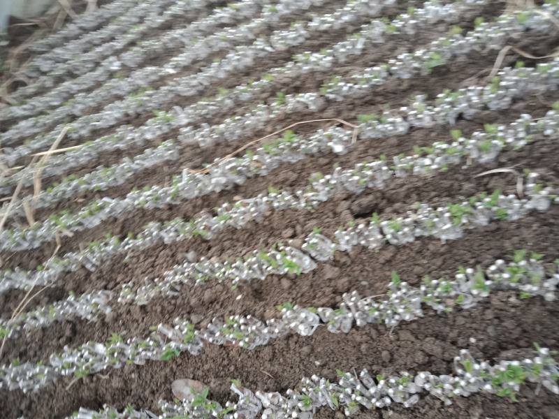 嫁接湘蕾金银花白头苗