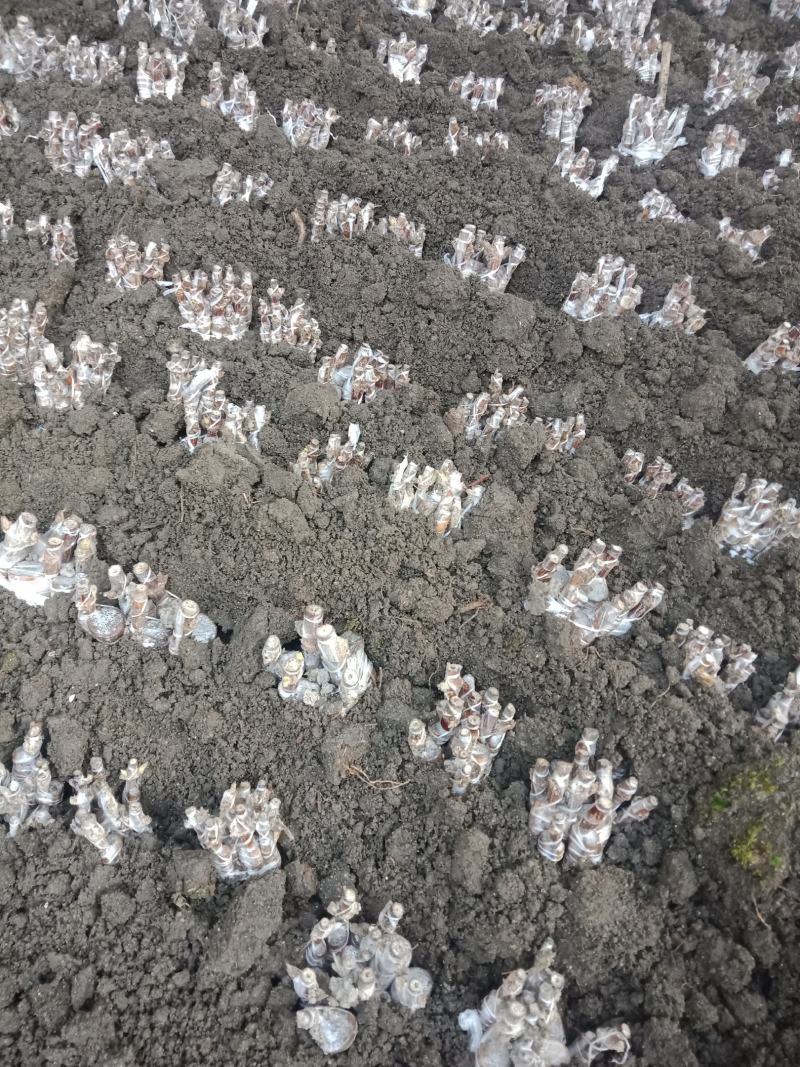 嫁接湘蕾金银花白头苗