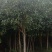 红桂花桂花树苗基地直供无中间商各种规格都现货充足