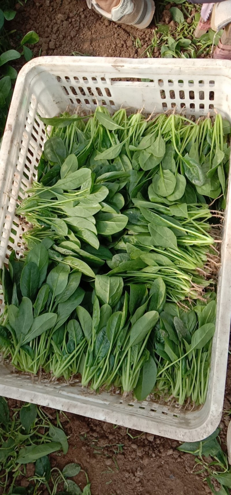 精品菠菜出售价格美丽