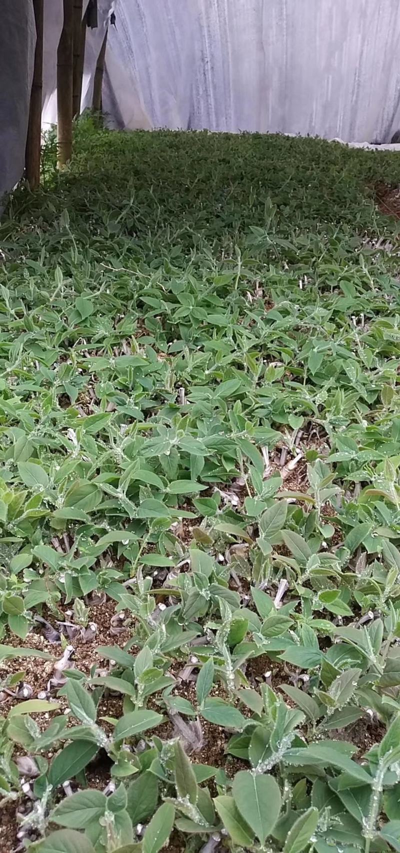 嫁接湘蕾金银花青头苗，金银花苗，品种好存活率高
