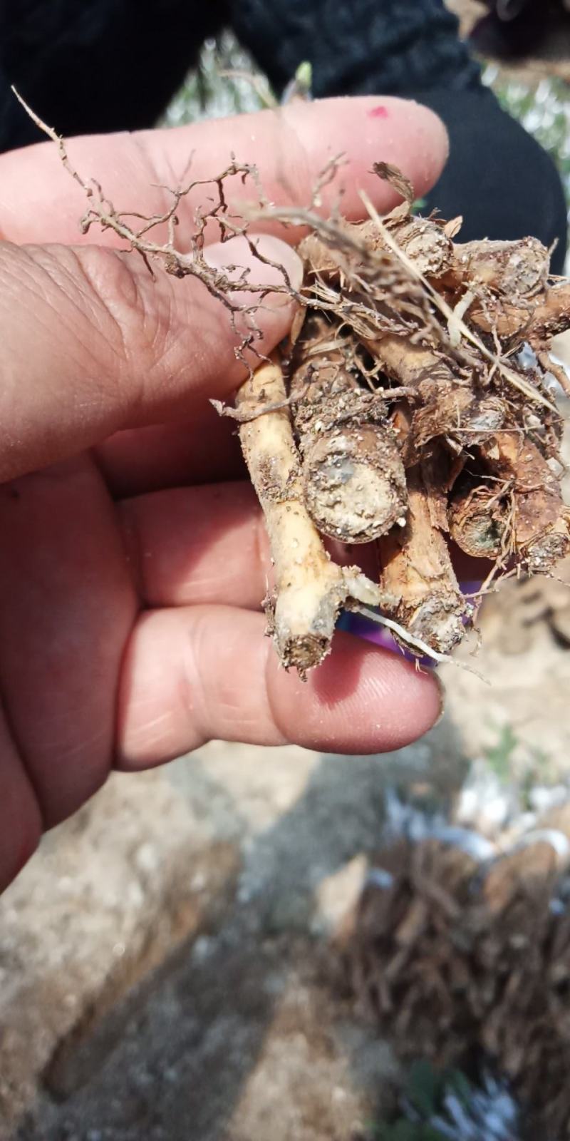 嫁接湘蕾金银花青头苗，金银花苗，品种好存活率高