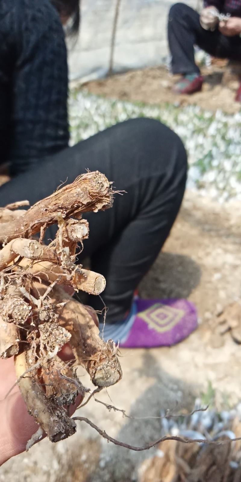 嫁接湘蕾金银花青头苗，金银花苗，品种好存活率高