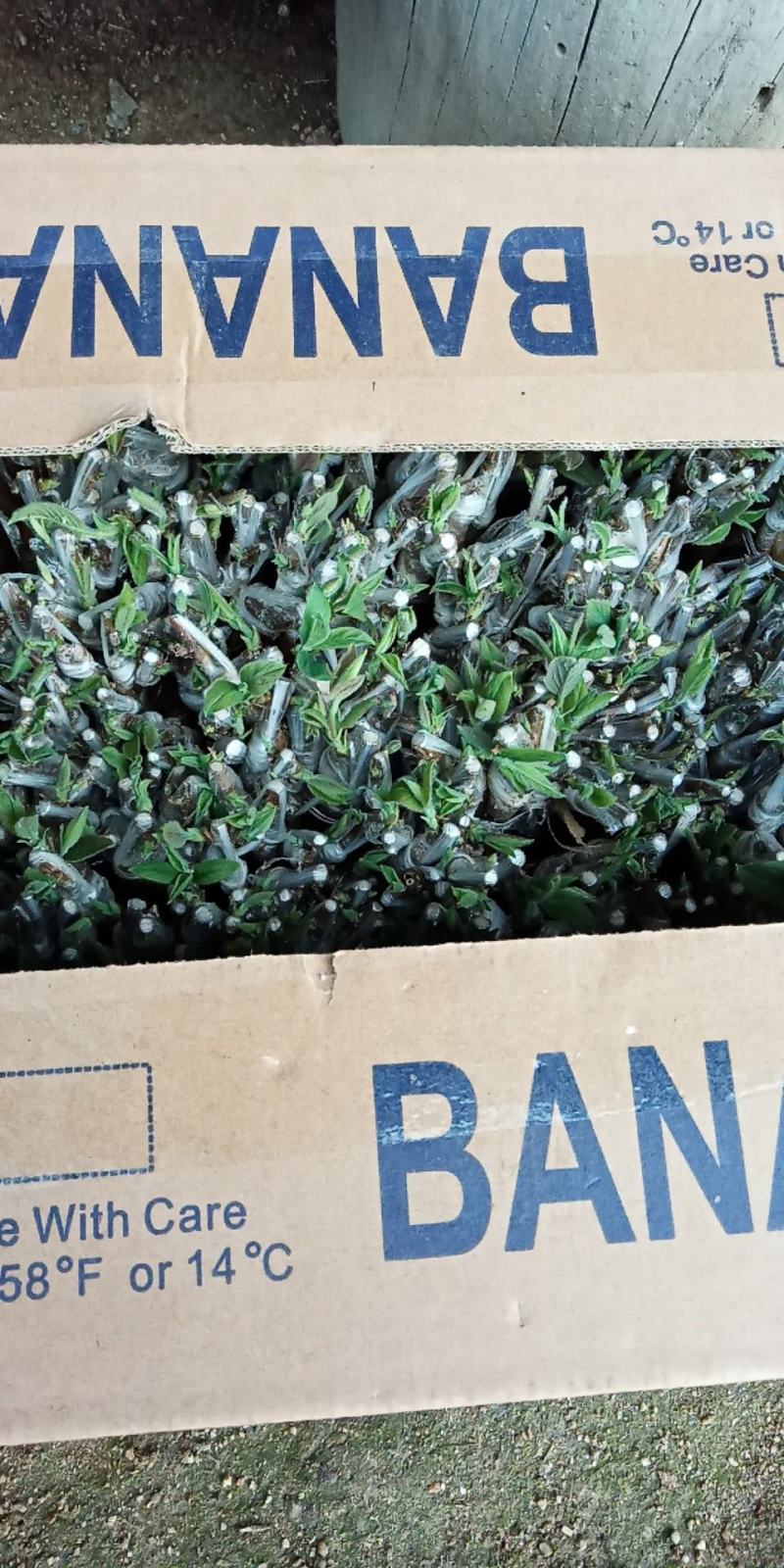 嫁接湘蕾金银花青头苗，金银花苗，品种好存活率高