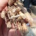 嫁接湘蕾金银花青头苗，金银花苗，品种好存活率高