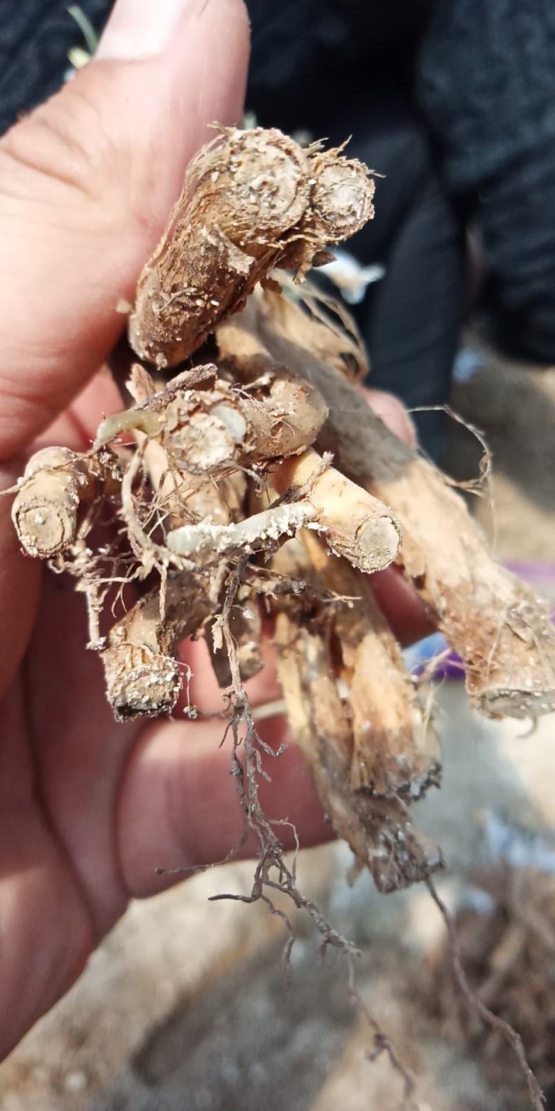 嫁接湘蕾金银花青头苗，金银花苗，品种好存活率高