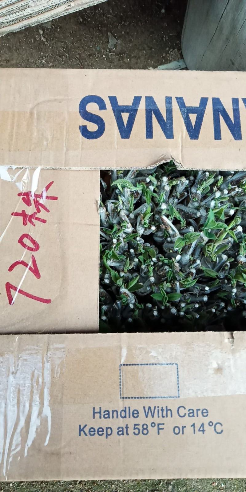 嫁接湘蕾金银花青头苗，金银花苗，品种好存活率高