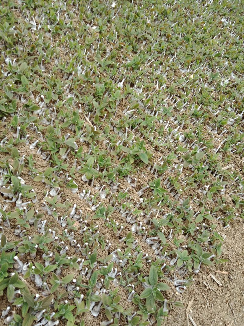 嫁接湘蕾金银花青头苗，金银花苗，品种好存活率高