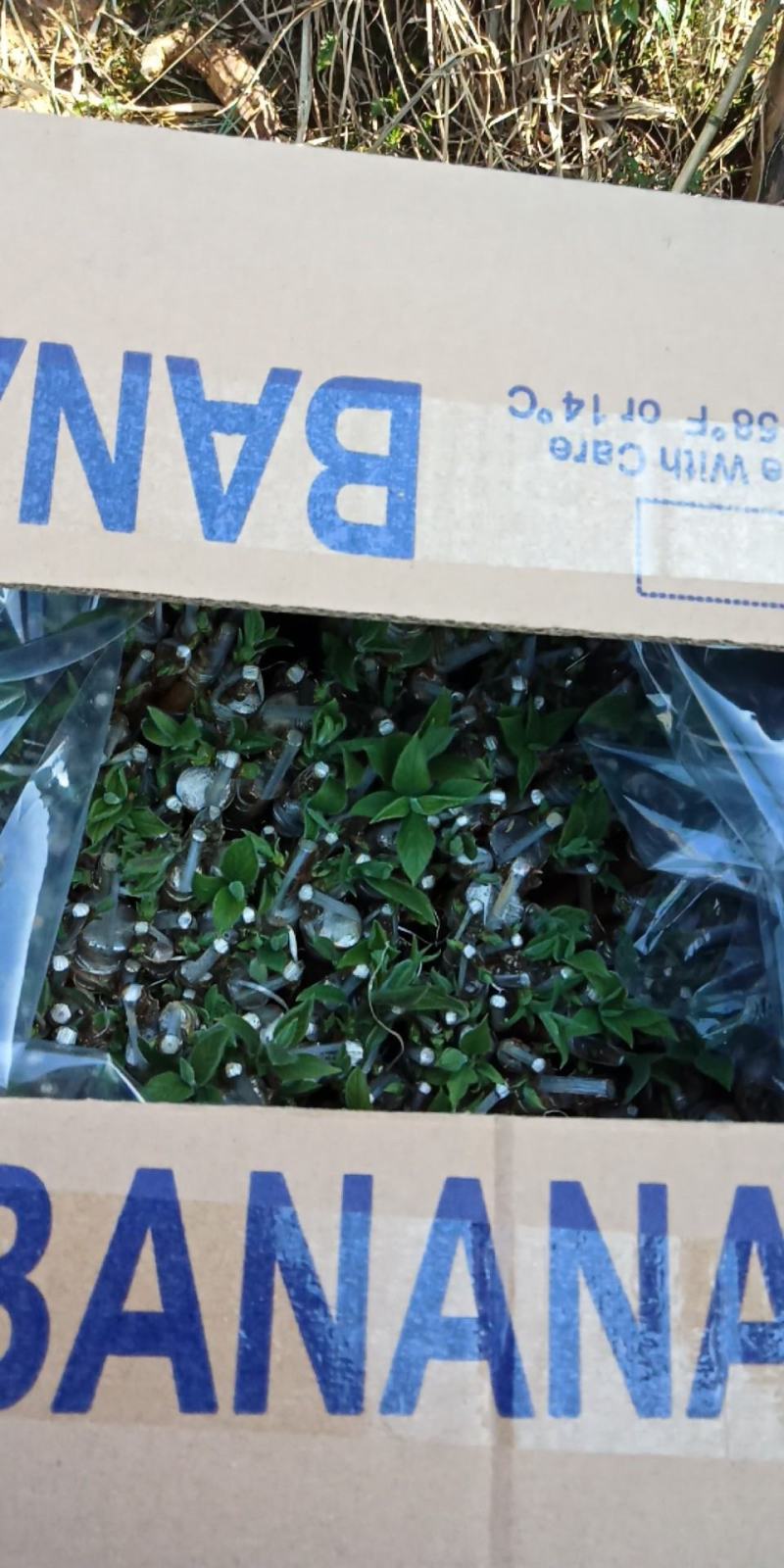 嫁接湘蕾金银花青头苗，金银花苗，品种好存活率高