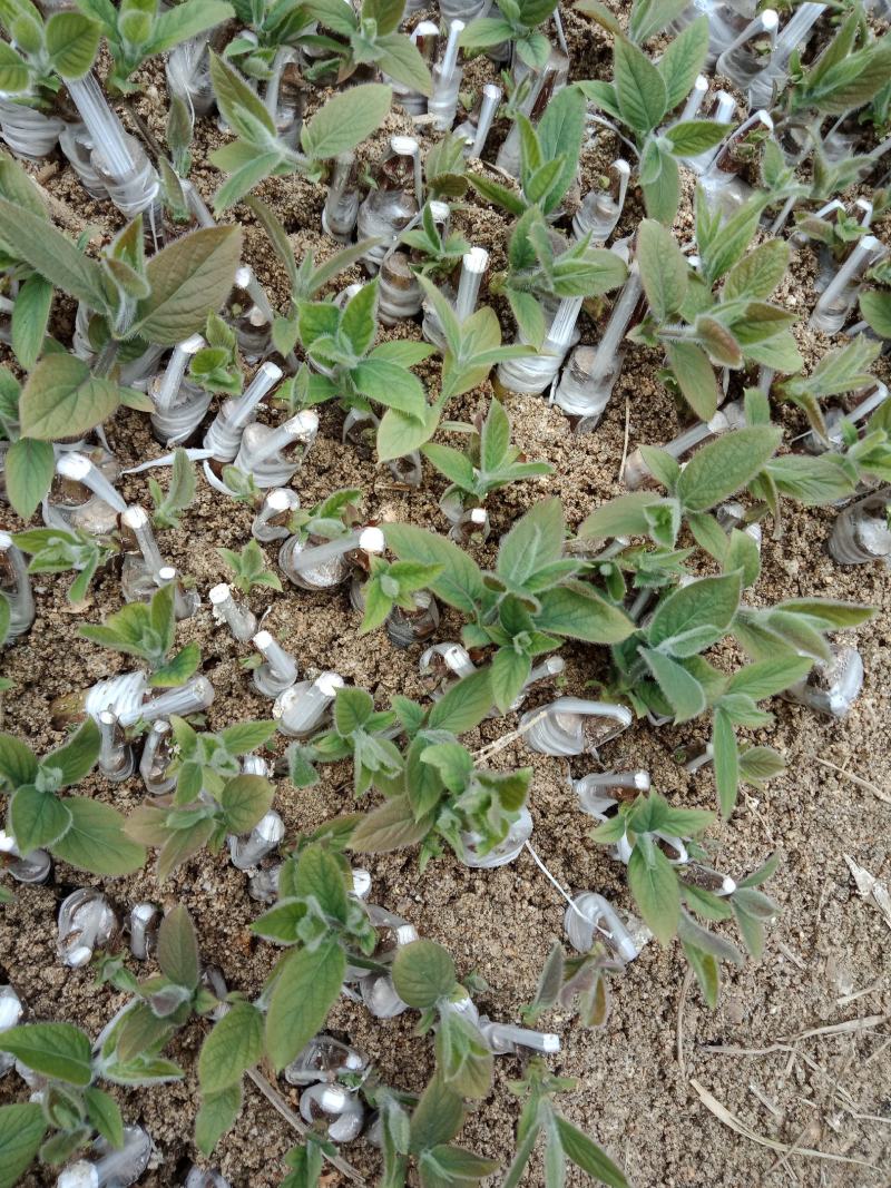 嫁接湘蕾金银花青头苗，金银花苗，品种好存活率高