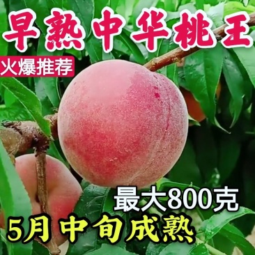 【火爆】中华桃王树苗5月中旬成熟大果800克甜掉牙