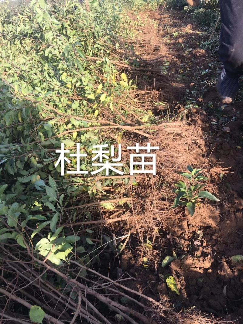 1年生杜梨苗100万株多种规格直接扦插栽种成活率高