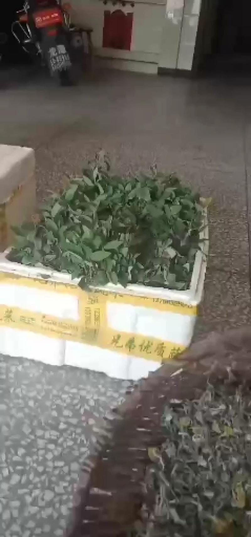 金银花苗，湘蕾金银花扦插小苗，嫁接金银花苗，营养袋扦插苗