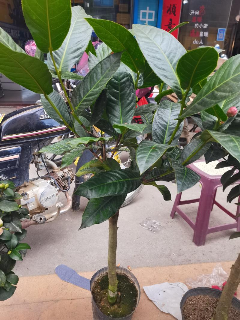 四季茶花开花不断室内盆栽花卉办公室阳台绿植杜鹃红山茶