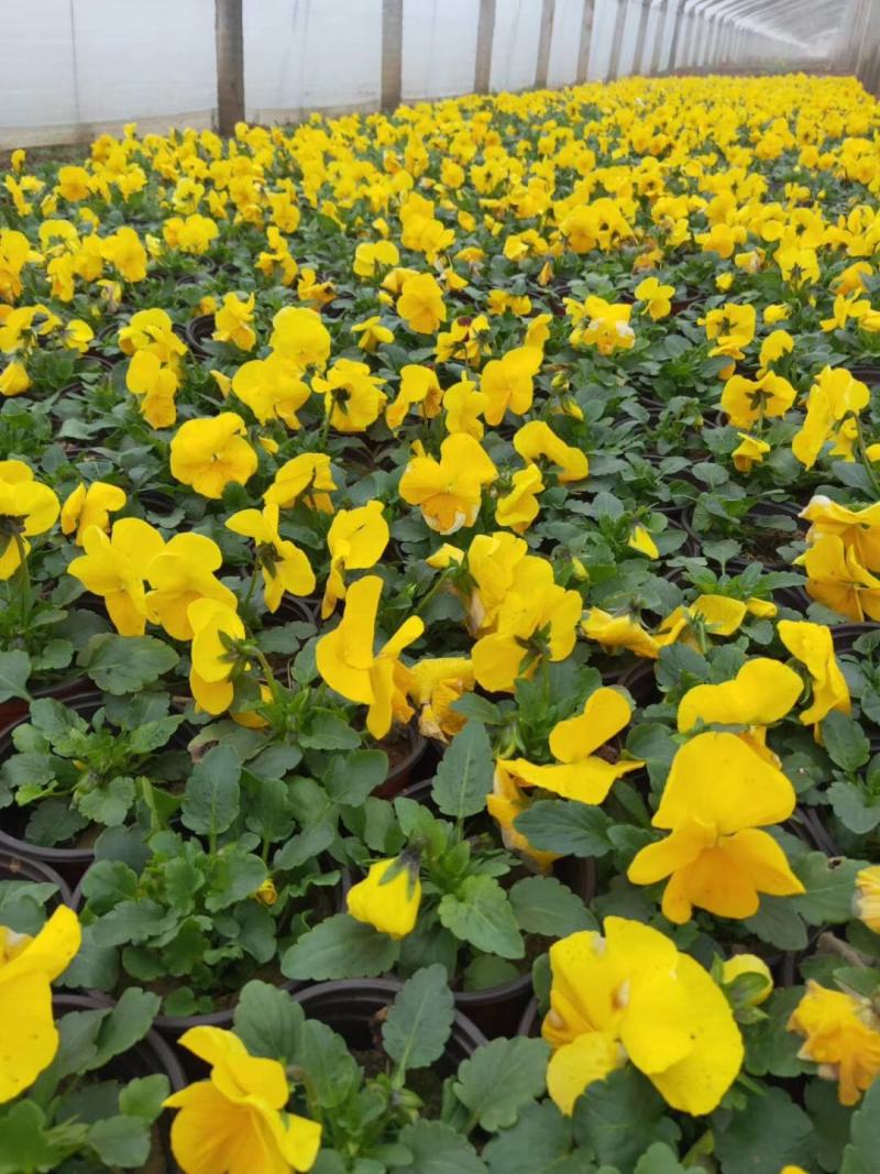 三色堇冬季型草花抗寒抗冻基地直供质优价廉