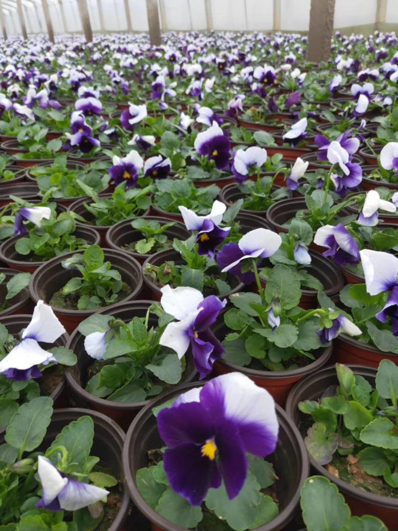三色堇冬季型草花抗寒抗冻基地直供质优价廉