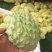 攀枝花米易释迦果正宗原生态