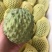 攀枝花米易释迦果正宗原生态