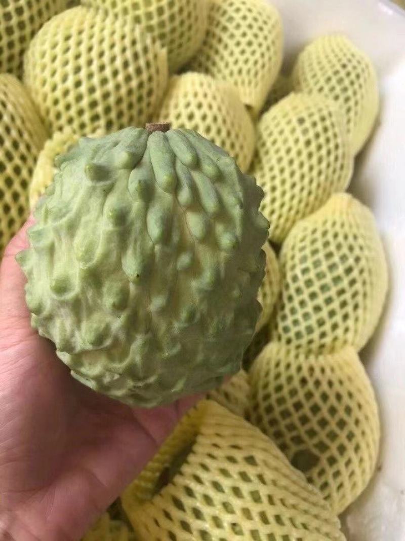 攀枝花米易释迦果正宗原生态