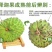 攀枝花米易释迦果正宗原生态