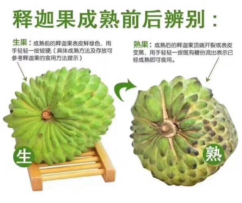 攀枝花米易释迦果正宗原生态