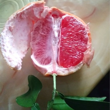 红宝石葡萄柚苗，甜度高，市场新宠，可规模种植