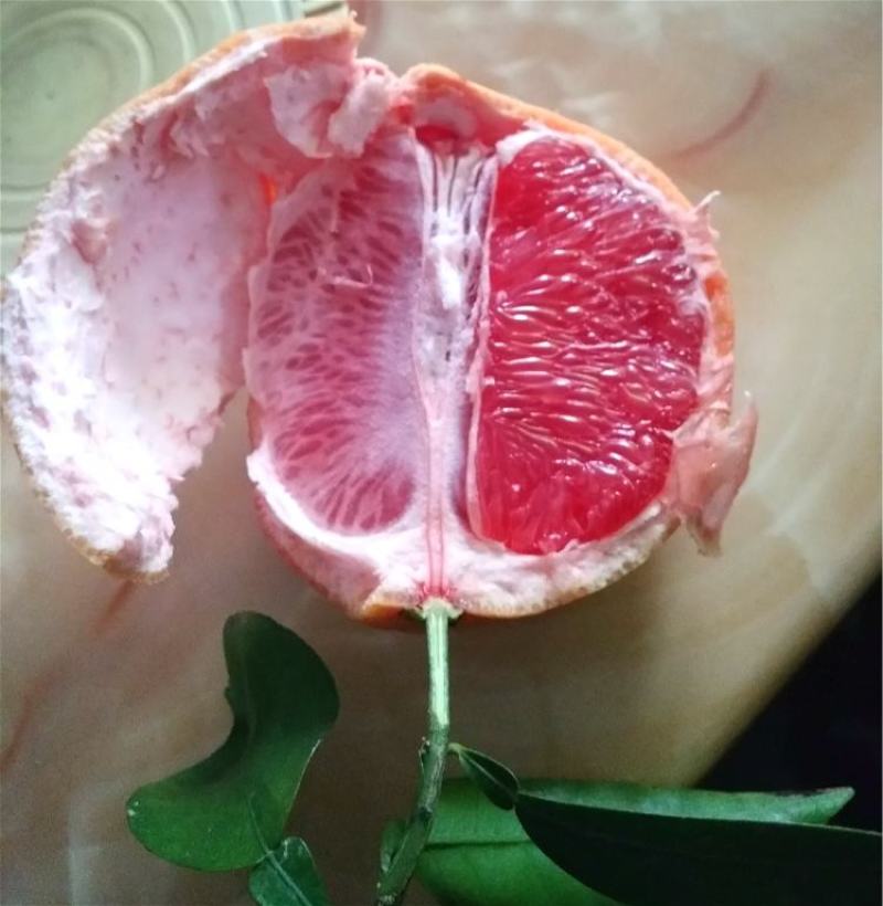 红宝石葡萄柚苗，甜度高，市场新宠，可规模种植