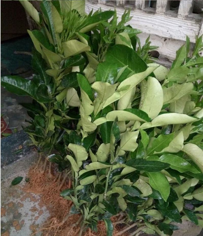 红宝石葡萄柚苗，甜度高，市场新宠，可规模种植
