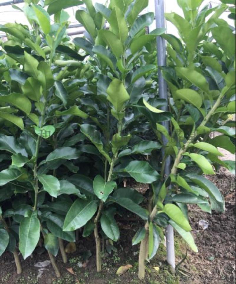 红宝石葡萄柚苗，甜度高，市场新宠，可规模种植