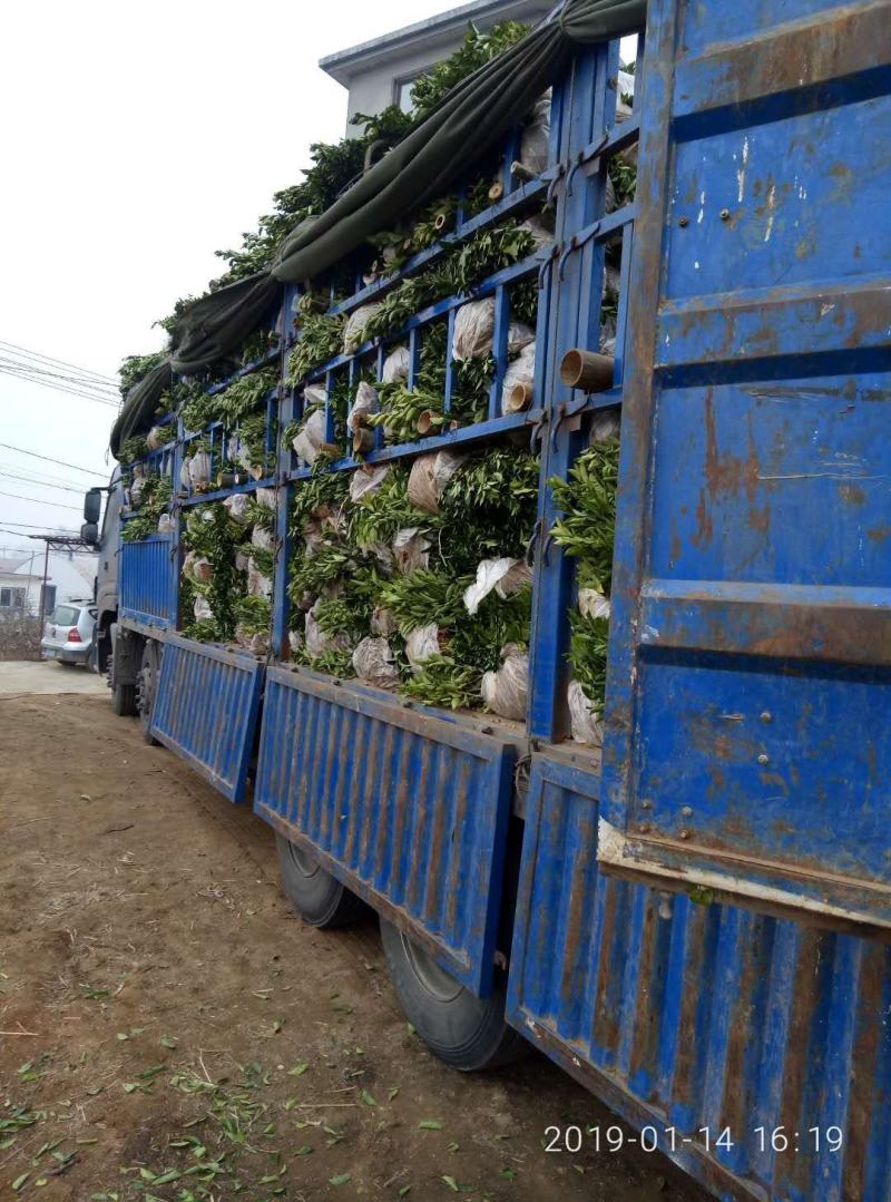 红宝石葡萄柚苗，甜度高，市场新宠，可规模种植