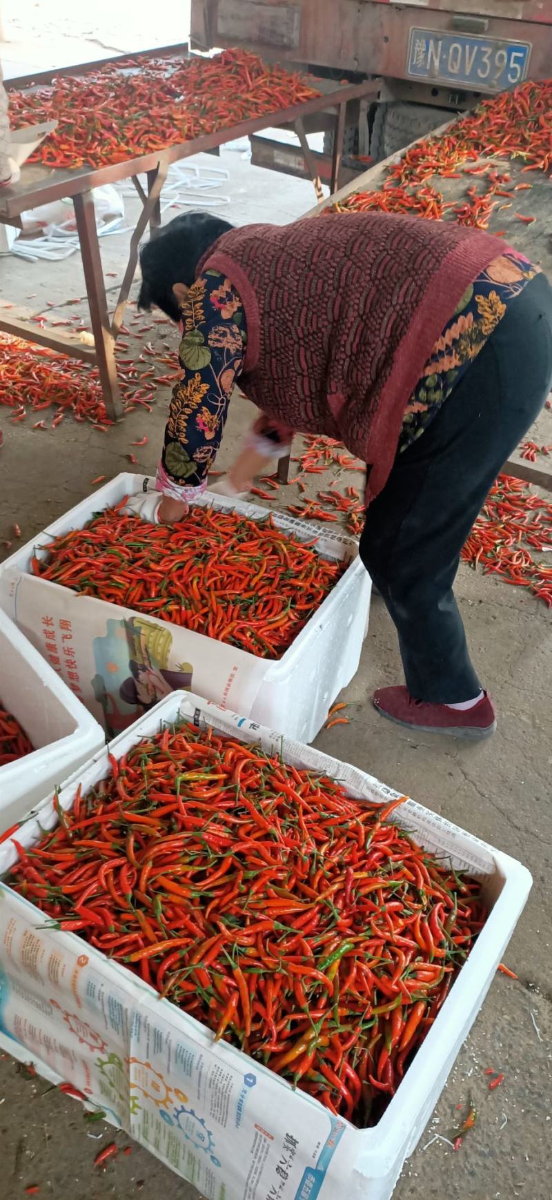 小米椒【精品】辣椒，线椒青椒301。
