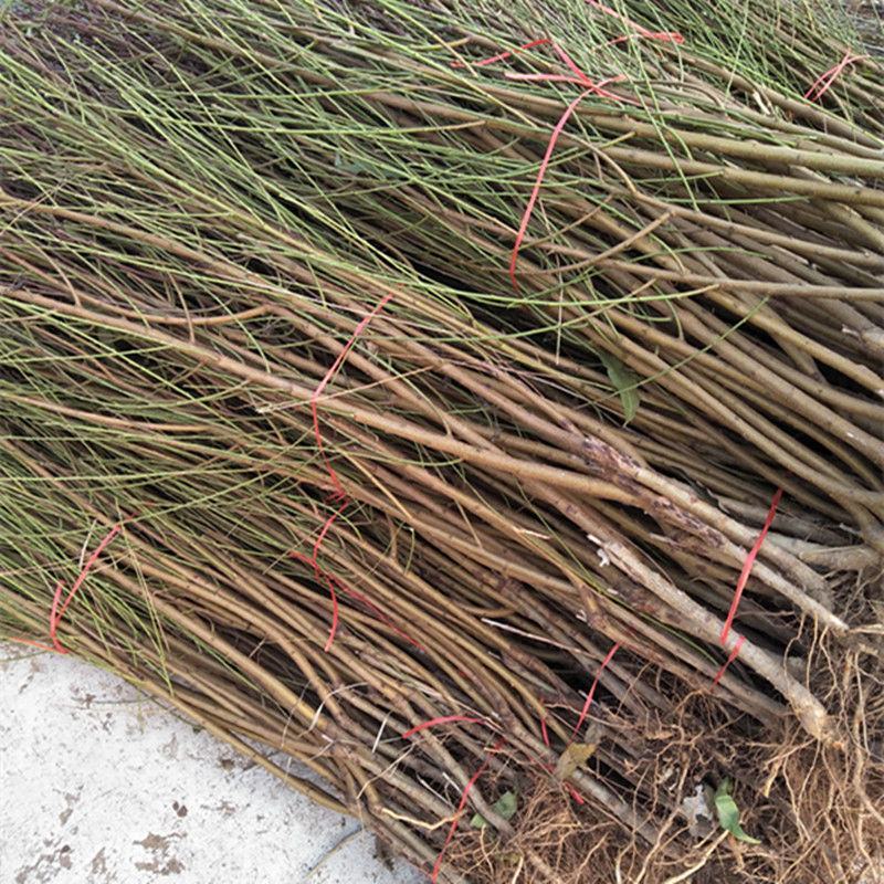 嫁接大红桃桃树苗基地直发现挖现发免费技术指导