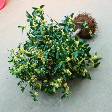 金桂四季桂银桂桂花树苗品种全，现挖现发，成活率高