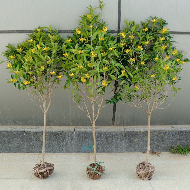 金桂四季桂银桂桂花树苗品种全，现挖现发，成活率高