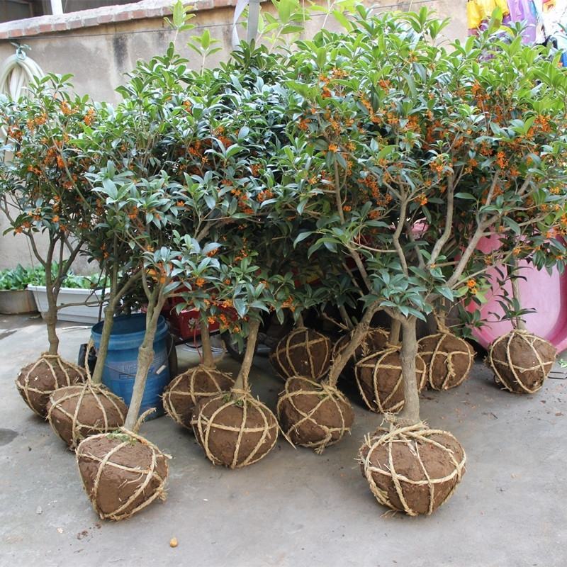 金桂四季桂银桂桂花树苗品种全，现挖现发，成活率高