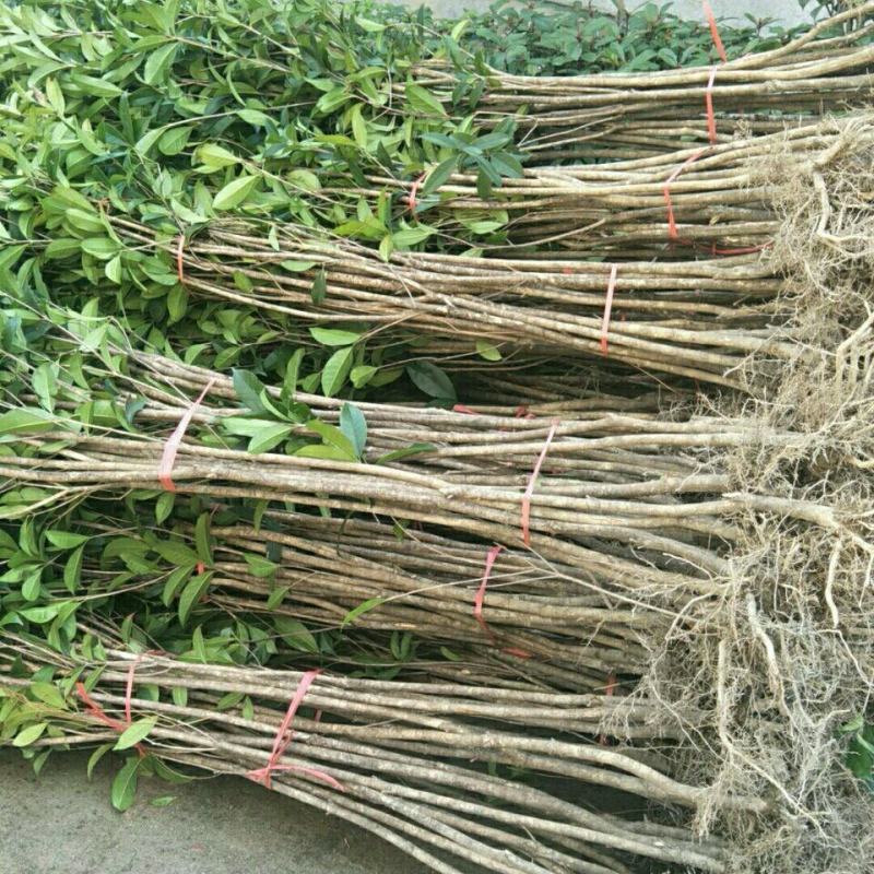 金桂四季桂银桂桂花树苗品种全，现挖现发，成活率高