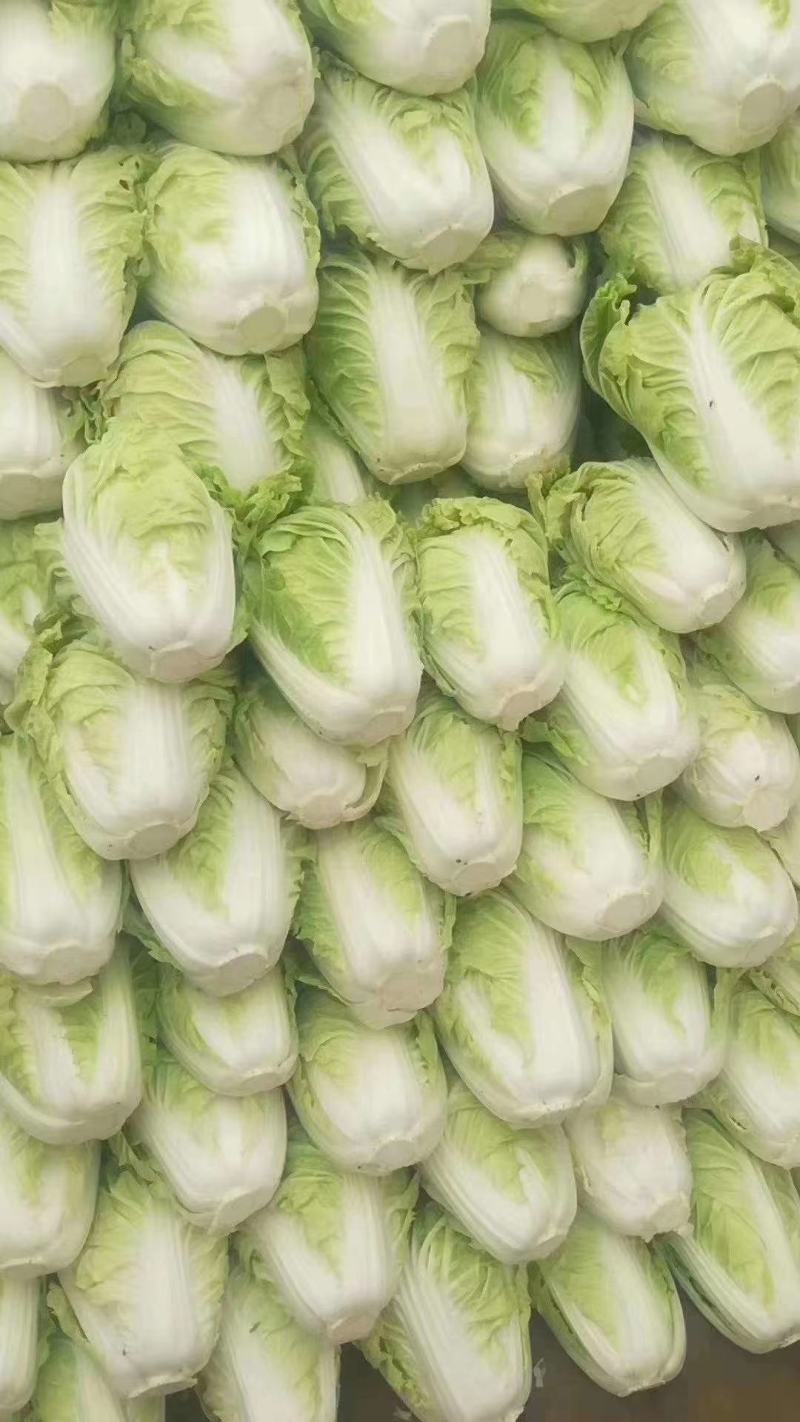 夏阳白菜2到3斤净菜，精品小颗。。。