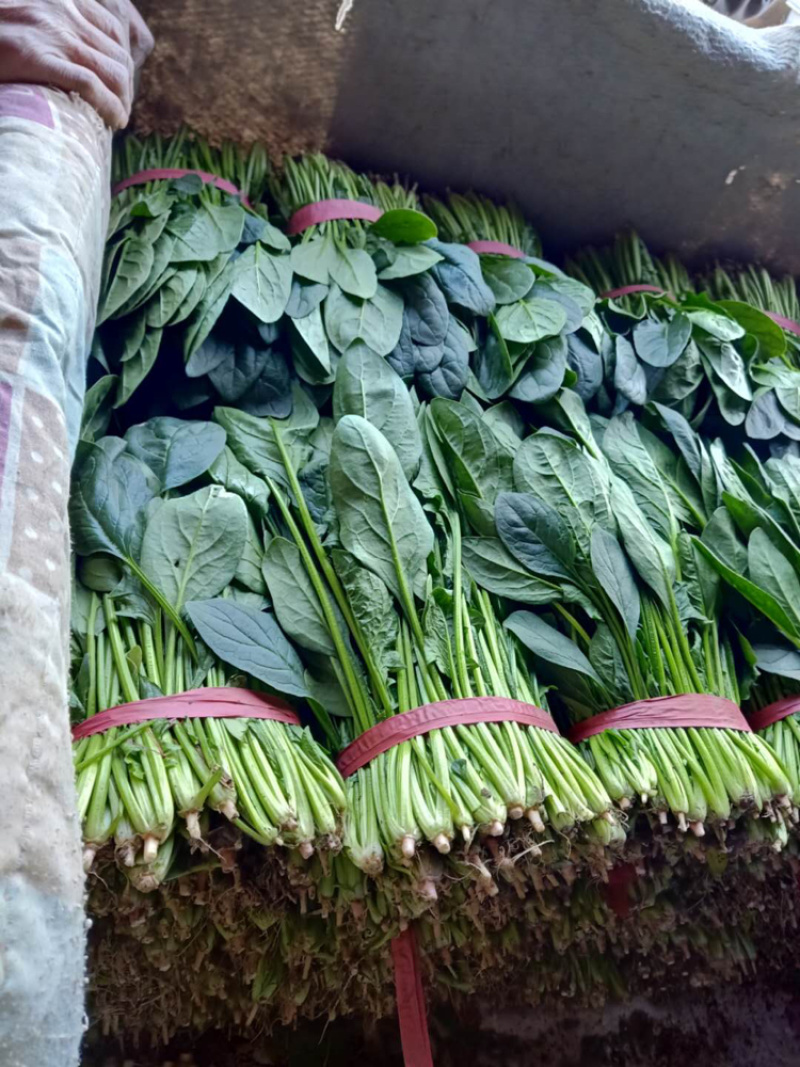 精品菠菜正大量上市中，质量好，不超高，欢迎来电咨询