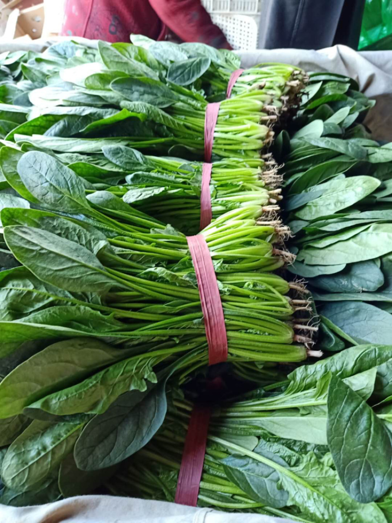 精品菠菜正大量上市中，质量好，不超高，欢迎来电咨询