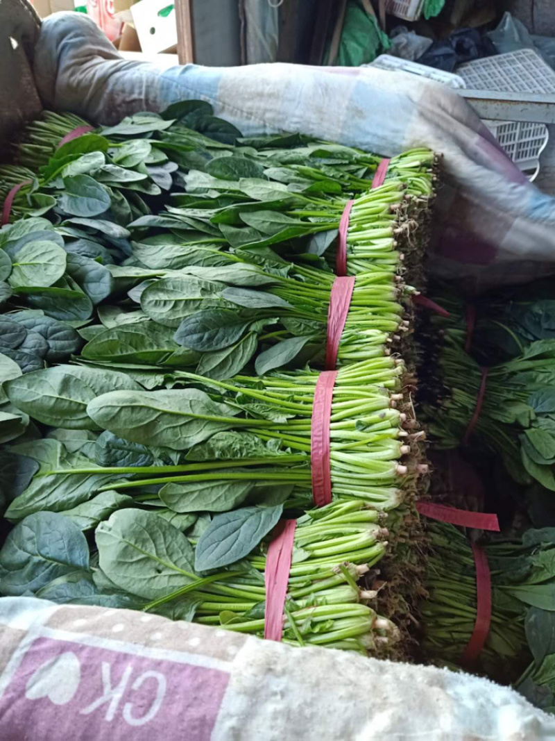 精品菠菜正大量上市中，质量好，不超高，欢迎来电咨询