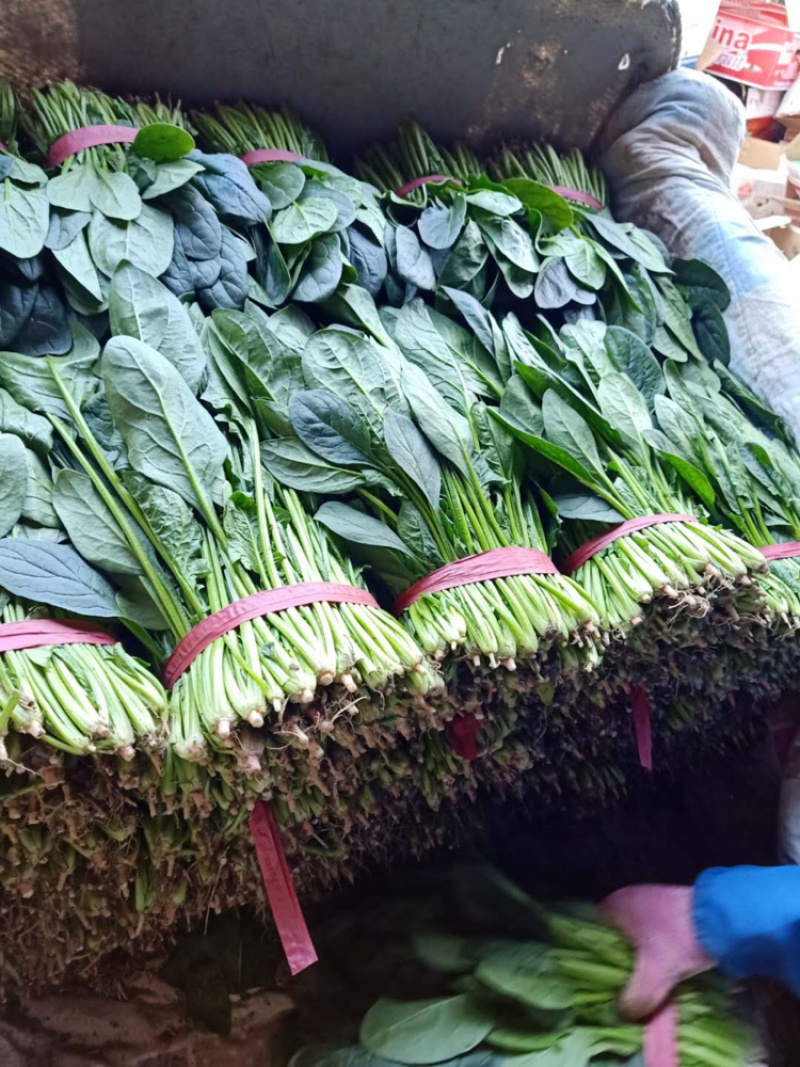 精品菠菜正大量上市中，质量好，不超高，欢迎来电咨询
