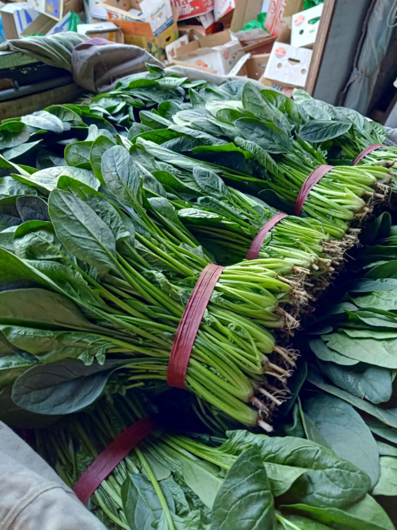 精品菠菜正大量上市中，质量好，不超高，欢迎来电咨询