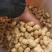 鲜花生，最后的发财机会，价格不高