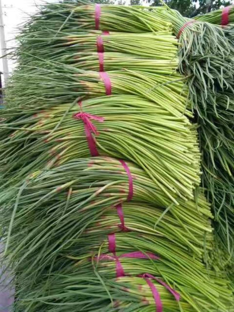 大张红帽蒜薹，条绿，。。。。。。