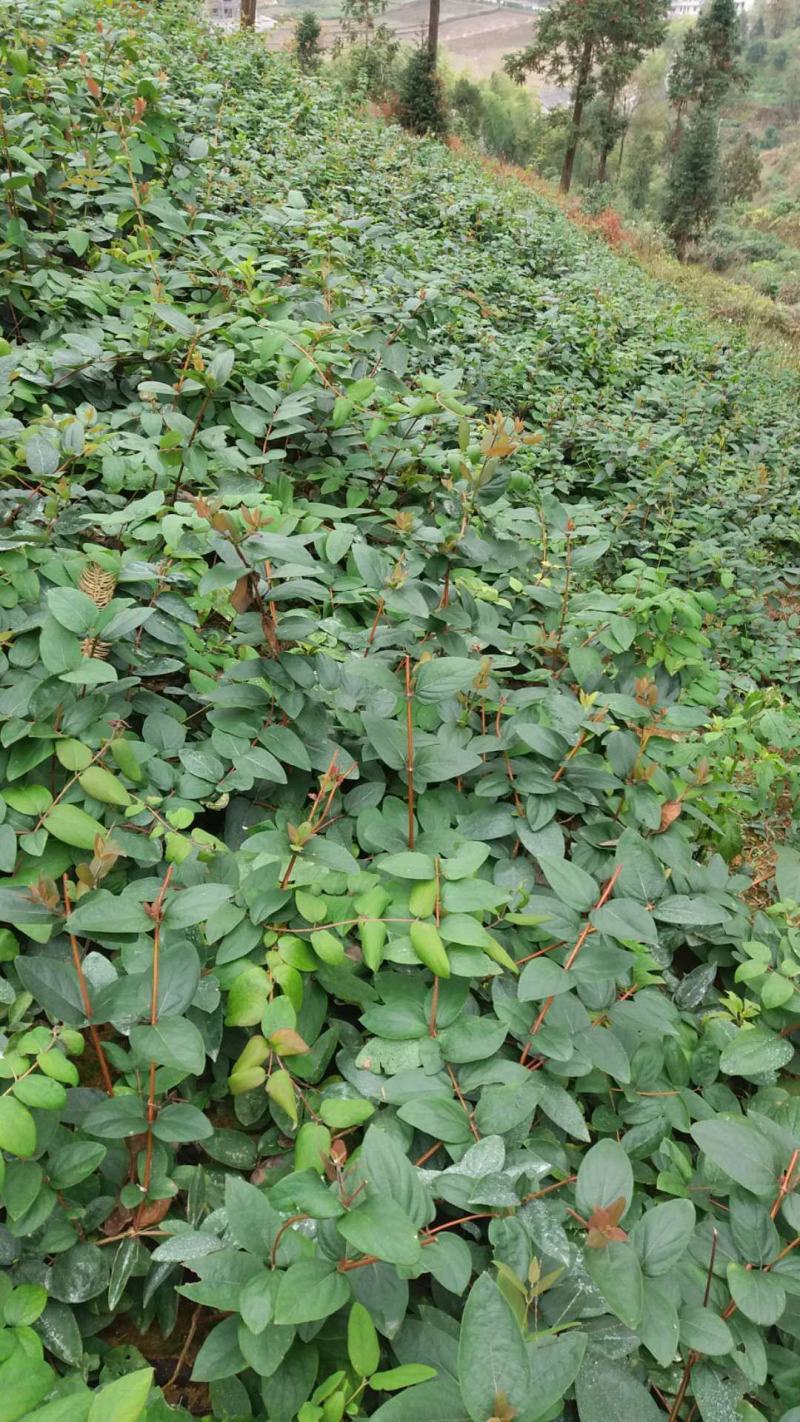 金银花苗花期长，高产品种