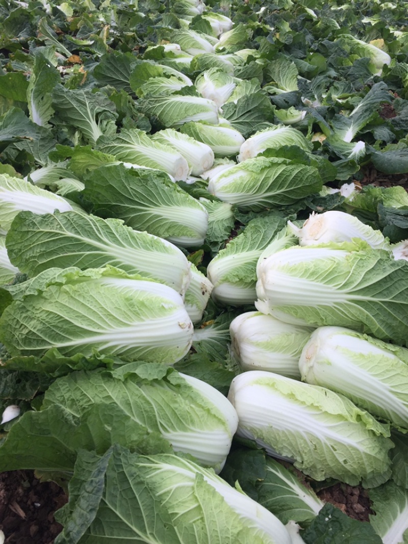 现货湖北当阳大白菜大量上市产地直发可视频看货
