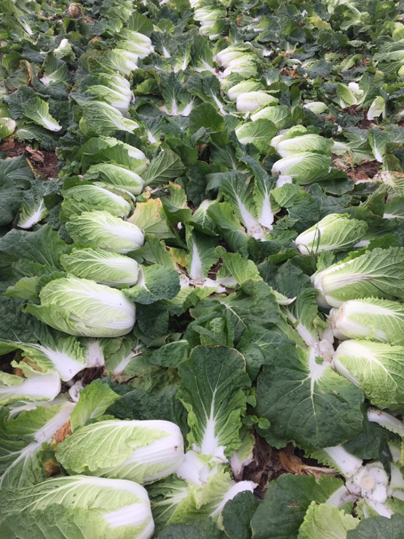现货湖北当阳大白菜大量上市产地直发可视频看货