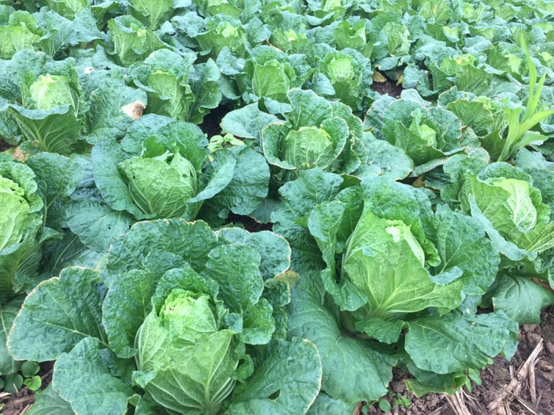 现货湖北当阳大白菜大量上市产地直发可视频看货